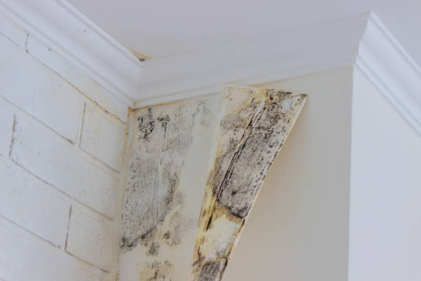 Best Environmental Consulting for Mold Prevention  in Intercourse, PA